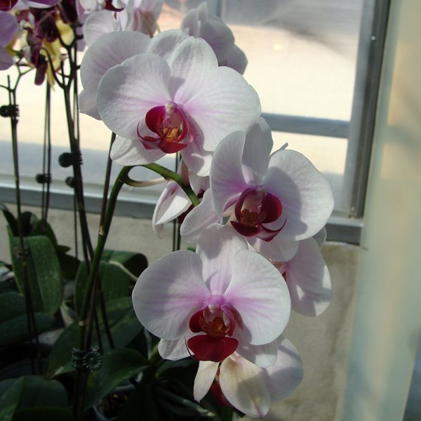 Phalaenopsis (Ho's Little Caroline × Doritaenopsis Mount Lip) × [Doritaenopsis Taisuco Stripe × (Taisuco Gaster-Equestris)] (CH1935)