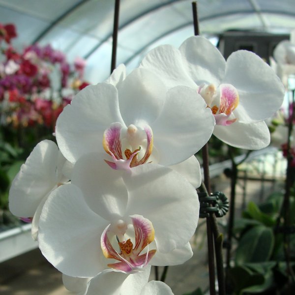 Phalaenopsis Ho's Fantastic Mirage × Doritaenopsis [Taisuco Stripe × ( Taisuco Gaster - Equestris)] (CH1947)