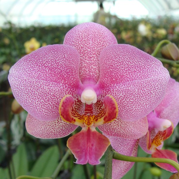 (Phalaenopsis Yellow Peoker - Ching Her Buddha) '305' × Schilleriana 'ST' (CH2016)