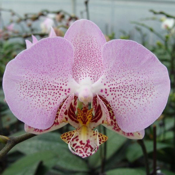 Doritaenopsis Leopard Prince × Phalaenopsisschilleriana 'flavoured' (CH2038)