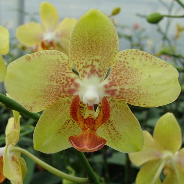 Phalaenopsis Haur Jin Princess × Phalaenopsis stuartiana (CH3000)