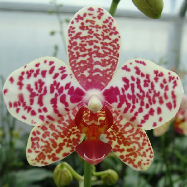 Phalaenopsis Dou dii Rose × Phalaenopsis stuartiana (CH3007)