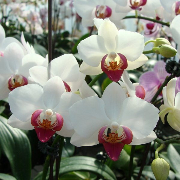 Phalaenopsis Amandinal × Doritaenopsis (CH3035)