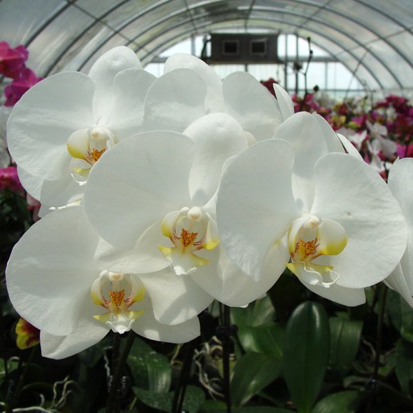 (Phalaenopsis Art Kala-Yukimai) × Grace Palm) '444' × Phalaenopsis Cygnus 'Regut' (CH3052)