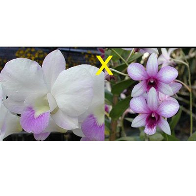 Dendrobium Heang Beauty × Burana Pearl (D396)
