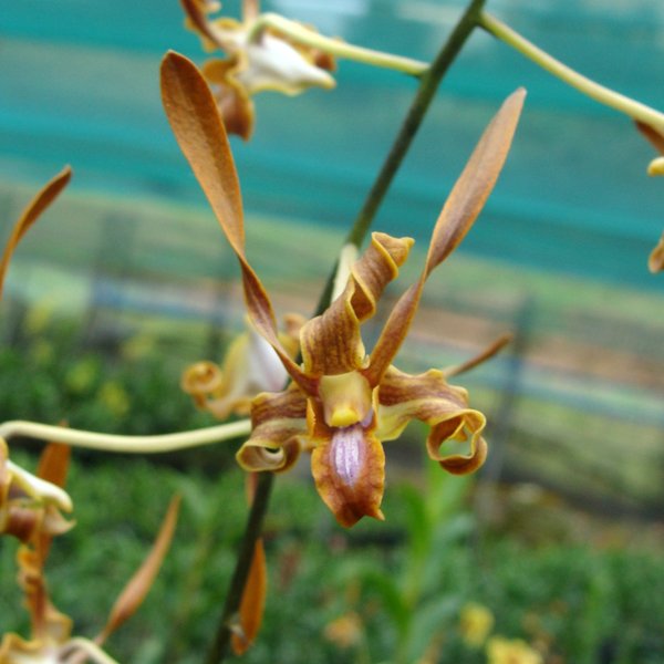 Dendrobium species strebloceras (D411)
