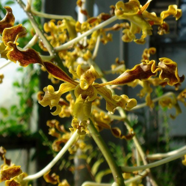 Dendrobium discolor (D419)