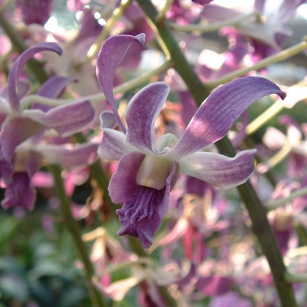 Dendrobium Gouldii × Betty Goto (D420)