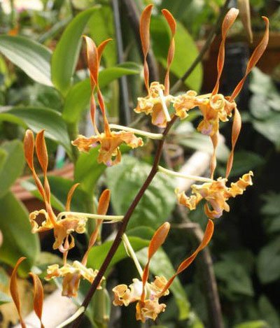 Dendrobium Strebloceras (D425)