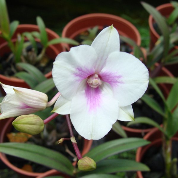 Dendrobium Compactum Hybrids (D432)