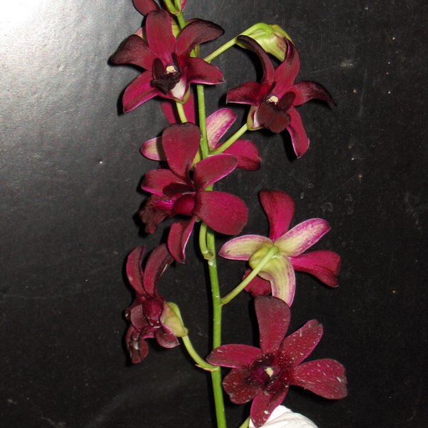 Dendrobium Penang Black Magic (D449)