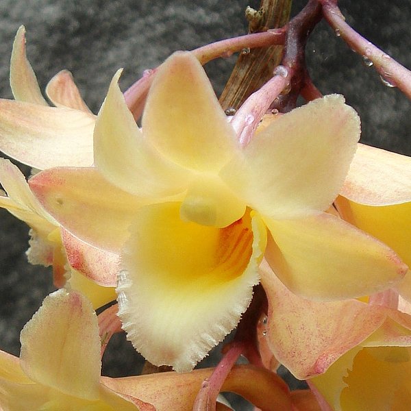 Dendrobium lampongense (D457)