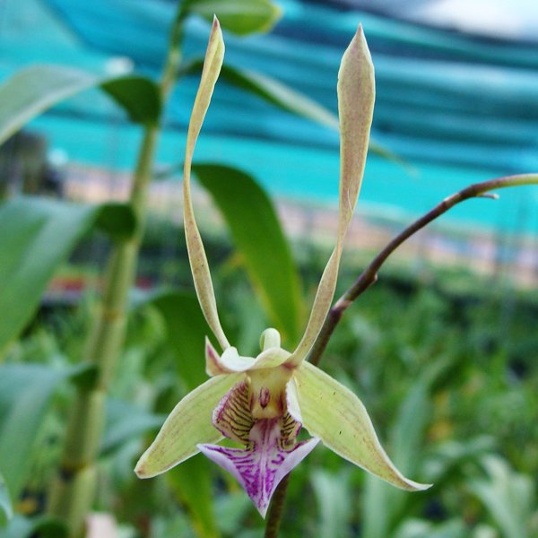 Dendrobium species bicaudatum (D484)