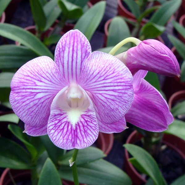 Dendrobium Compactum Hybride Pink Stripe (D486)