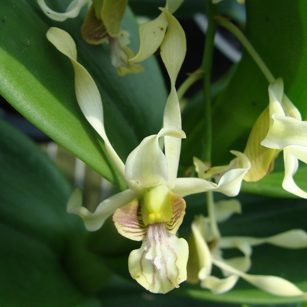 Dendrobium species stratiotes var. alba (D487)