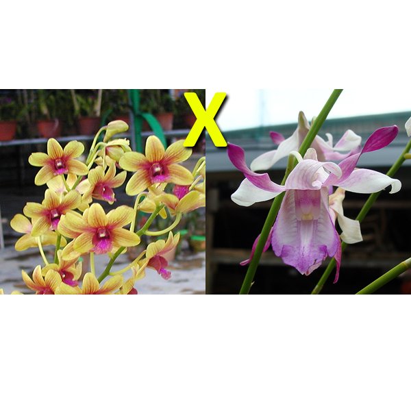 Dendrobium Bobby Mesina × taurinum (D492)