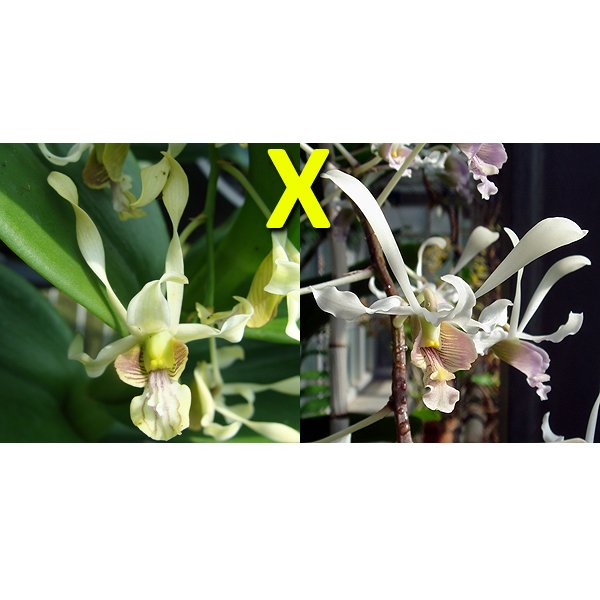 Dendrobium stratiotes var. alba × lineale (D495)