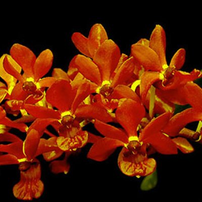 Rhynchostylis Gigantea 'Red' (GO)