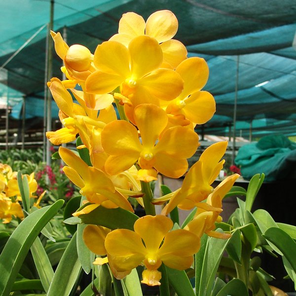 Ascocenda Jiraprapa × Fuchs Gold (HA02)