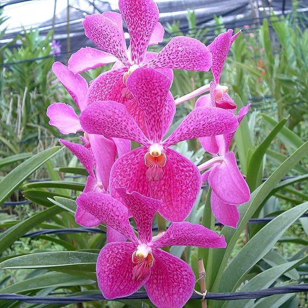 Aranda Woleco (HA03)