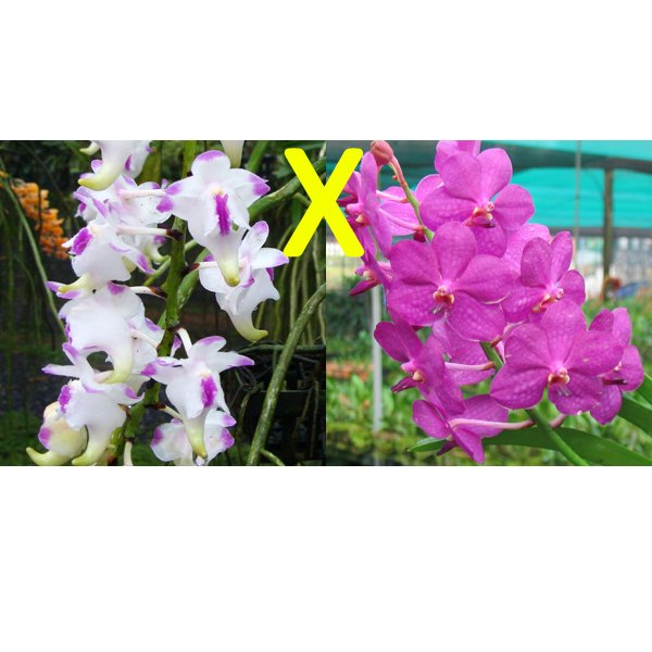 Aerides lawrenceae × Ascda Blue Boy (HA04)