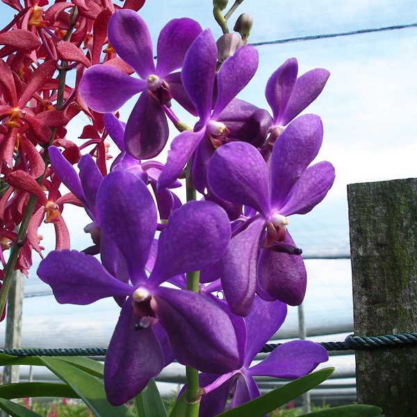 Aranda Noorah 'Blue' (HA06)