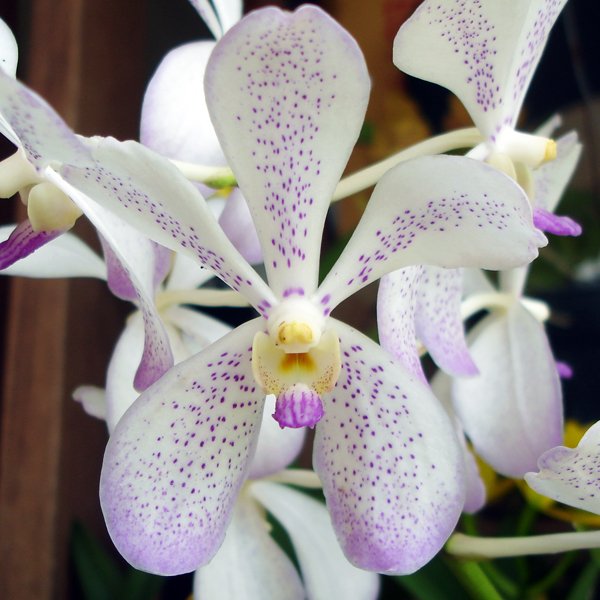 Aranda Prapin Beauty (HM03)