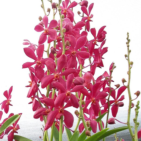 Mokara Red (HM04)