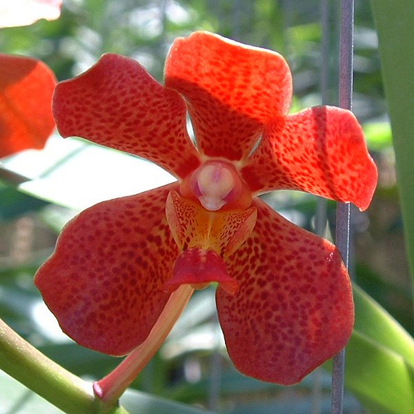Renantanda Hew Mun (HR01)