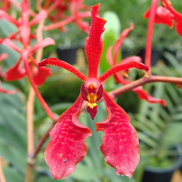 Renanthera Kalsom (HR02)