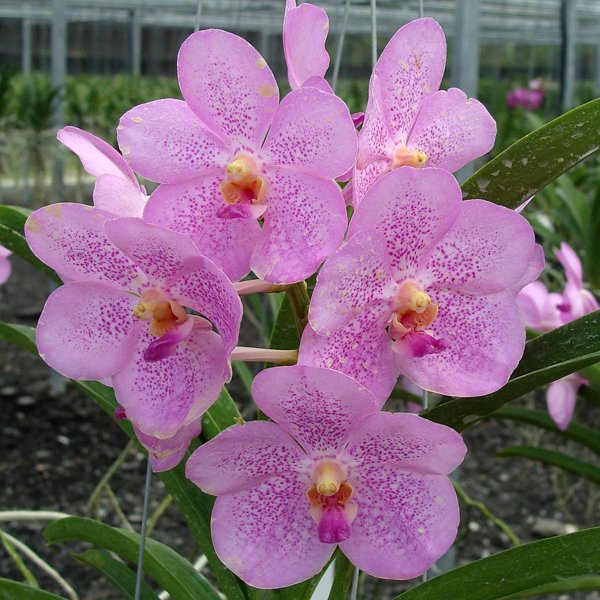 Ascocenda Louise Coffey (HV06)