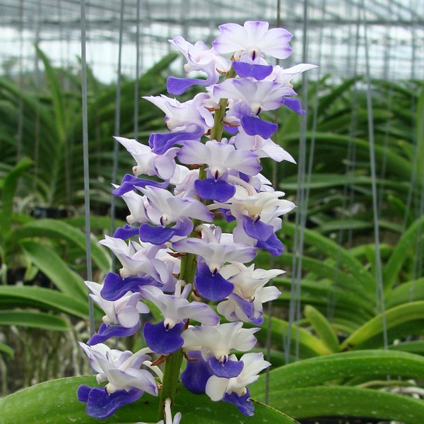 Rhynchostylis coelestis 'Blue' (HV08)