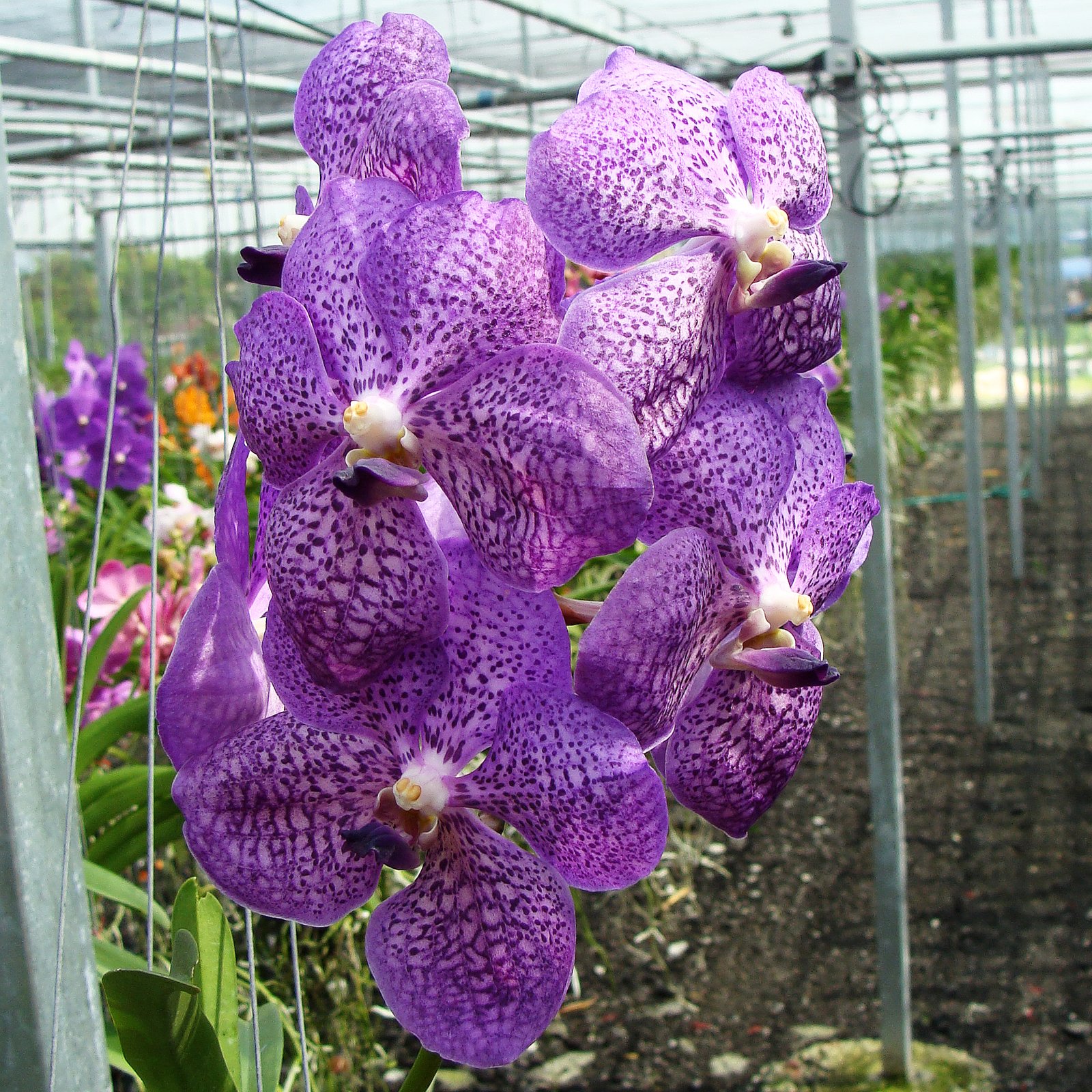 Vanda Blitz Heartthrob × coerulea (HV10)