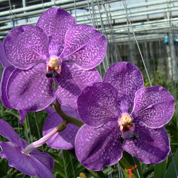 Vanda Dr Anek × Manuvadee (HV14)