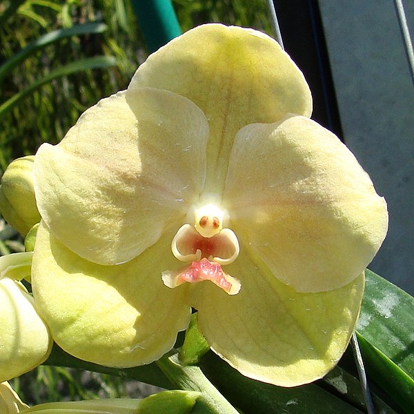 Vanda Lourdes Apostal - Gold Yellow Red Lip (HV16)