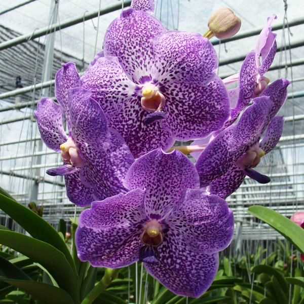 Vanda Tharab Beauty (HV26)