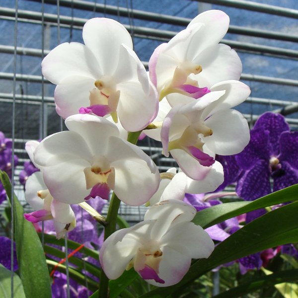 Vanda denisoniana × Vasco Five Friendships Pretty (HV38)