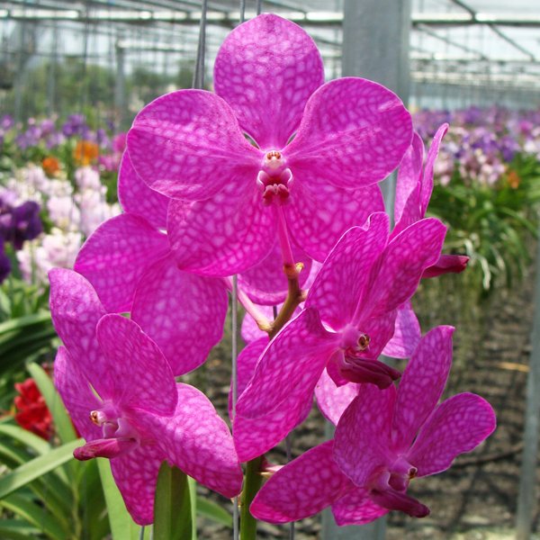 Ascocenda Princess Mikasa 'Pink' (HV39)