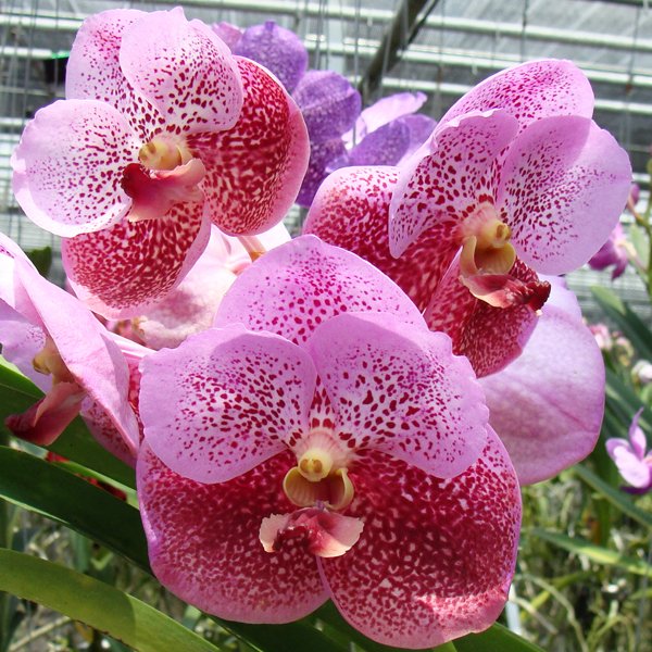 Vanda Bitz's Heartthrob × Vanda Fuchs Delight (HV40)