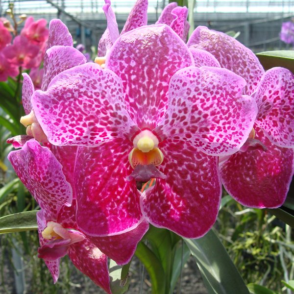Vanda Kradrcant × Vanda Bitz's Heartthrob (HV44)