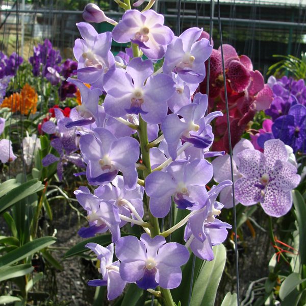 Rhynchovanda Vinita Blue (HV45)