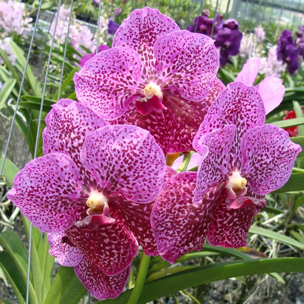 Vanda Bitz's Heartthrob × Madame Rattana (HV46)