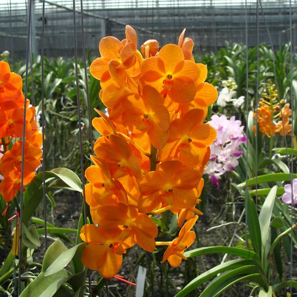 Ascocenda Jiraprapa × Ascocenda Pralor (HV49)