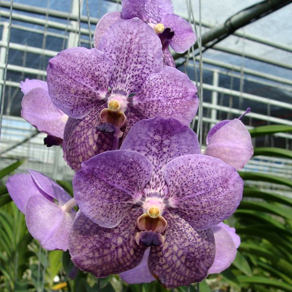Vanda Kasem's Delight × Vanda Gordon Dillon (HV50)