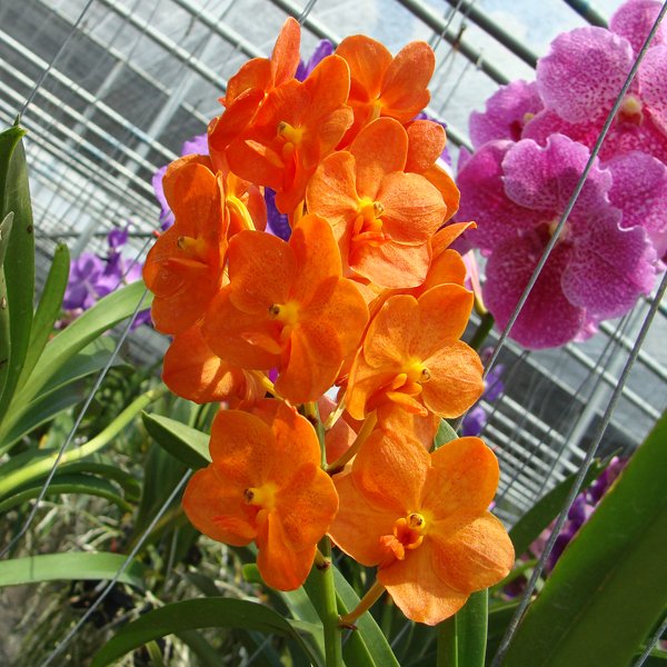 Ascocenda Su-fun Beauty 'Orange Belle' AM/AOS (HV56)