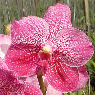 Vanda Ponpimol × Vanda Simirun (HV57)