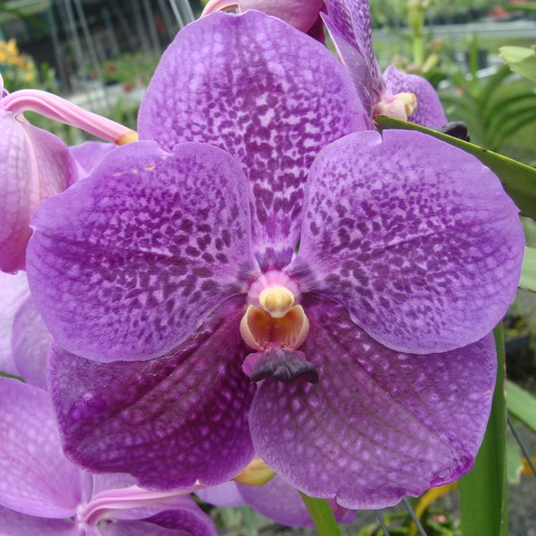 Vanda Pure's Wax 'Purple Blue' (HV60)