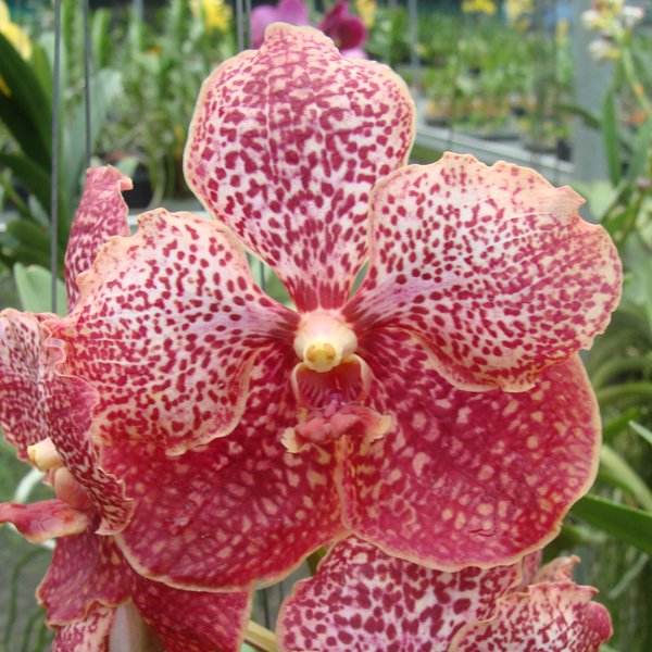 Vanda Chao Praya Sapphire × Vanda Bitz's Heartthrob (HV62)