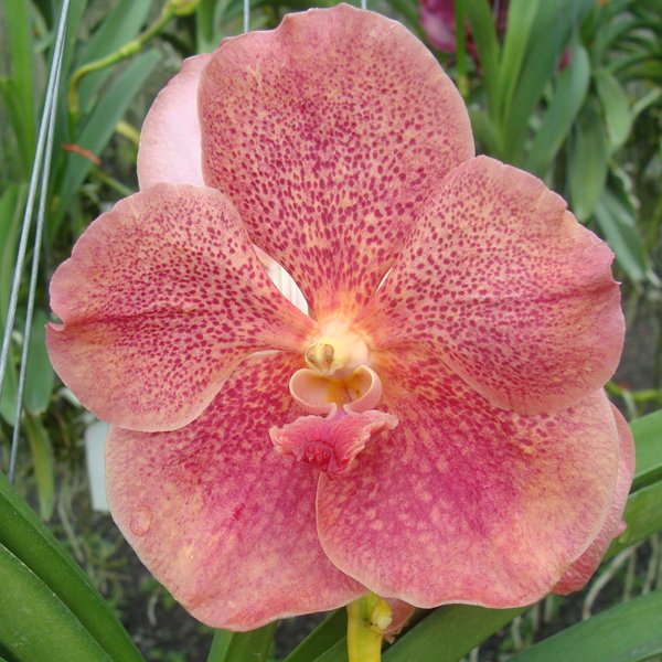 Vanda Charles Goodfellow × Vanda Bitz's Heartthrob (HV64)