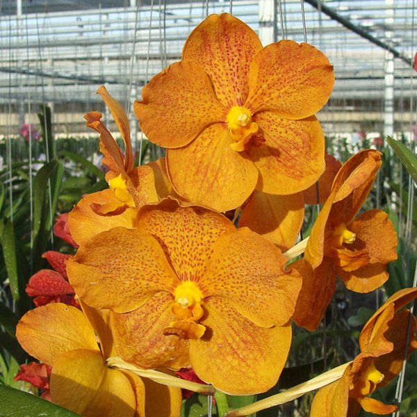 Vanda (Pimporn × Vascostylis Shigenori Yamanaka) × Vanda Bitz's Heartthrob (HV65)